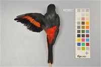 灰喉山椒鳥藏品圖，第3張